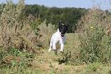 FOX TERRIER POIL LISSE 151